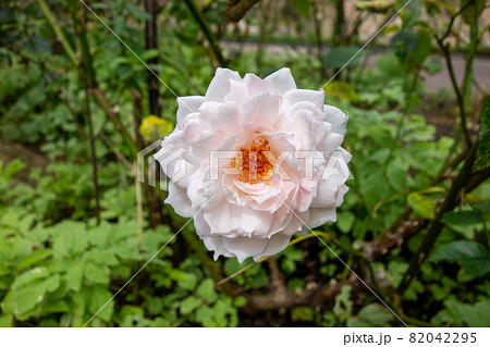 チャイナローズ、バラ チャイナローズ、バラ 82042295