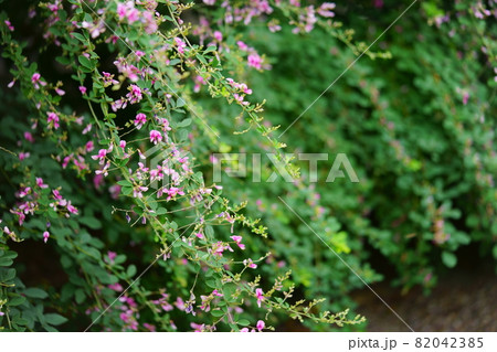 奈良・元興寺境内の咲き始めのハギの花 82042385