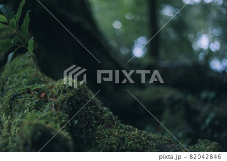 もののけの森のような屋久島の森と屋久杉 もののけの森のような屋久島の森と屋久杉 82042846