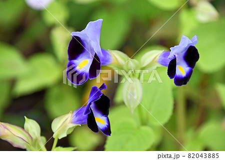 トレニア 82043885