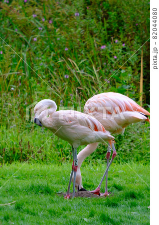 Two Chilean Flamingos on the green shores of Fish Pond in the Harewood House Trust area in West Yorkshire Two Chilean Flamingos on the green shores of Fish Pond in the Harewood House Trust area in West Yorkshire 82044080
