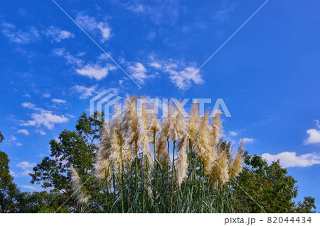 パンパスグラスと青い空 82044434