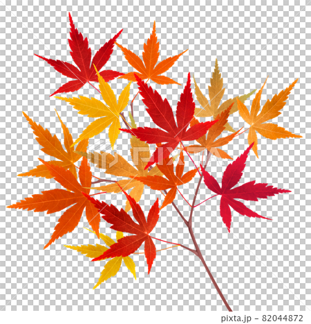 もみじ 紅葉 葉 枝 イラスト リアル 単体 のイラスト素材