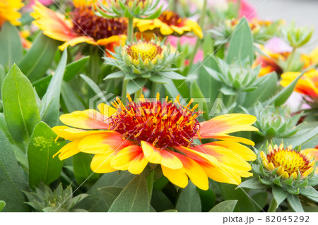 花 フラワー お花 82045292