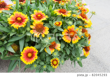 花 フラワー お花 82045293