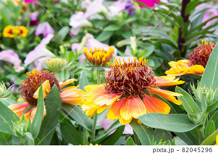 花 フラワー お花 82045296