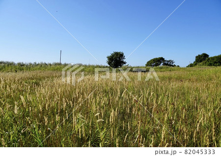 留萌市立三泊小学校グラウンド跡地 82045333