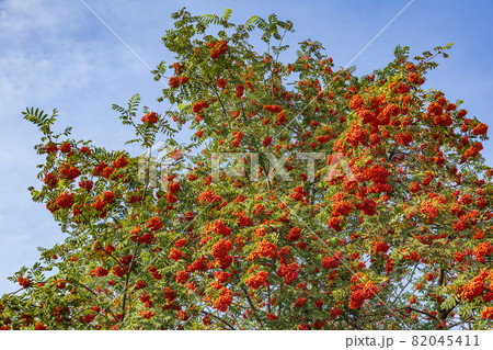 Bright summer rowan berries on a branch 82045411