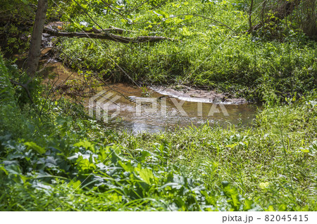 Beautiful stream in a shady summer park Beautiful stream in a shady summer park 82045415