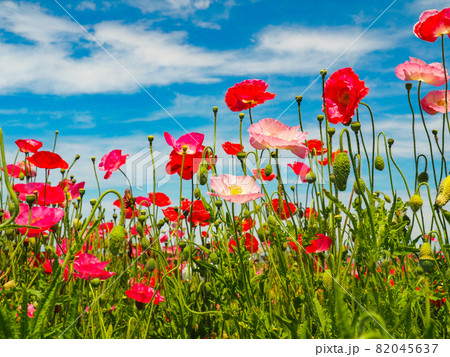 鴻巣ポピーハッピースクエア（馬室会場）に咲くポピー 82045637