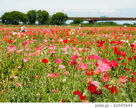 鴻巣ポピーハッピースクエア（馬室会場）に咲くポピー 82045644