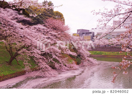 東京 千鳥ヶ淵の桜 東京 千鳥ヶ淵の桜 82046002