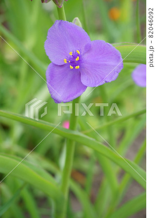 朝の庭に咲くムラサキツユクサの花 82046092