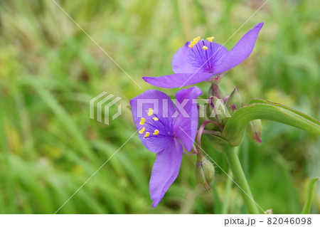 朝の庭に咲くムラサキツユクサの花 82046098