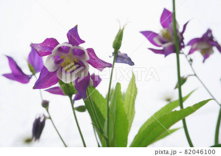 庭に咲くセイヨウオダマキの花 庭に咲くセイヨウオダマキの花 82046100