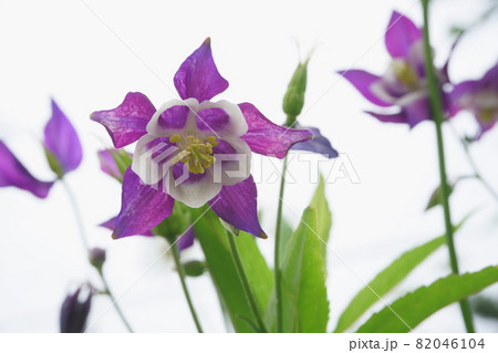 庭に咲くセイヨウオダマキの花 庭に咲くセイヨウオダマキの花 82046104