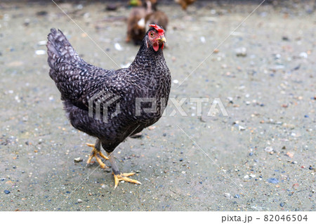 The black hen is stay and releax on floor in garden The black hen is stay and releax on floor in garden 82046504
