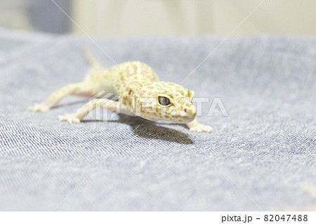 ヒョウモントカゲモドキ ヒョウモントカゲモドキ 82047488