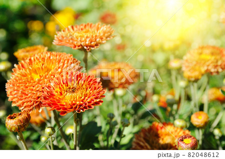 Background of yellow-orange chrysanthemums closeup in bright sunlight. Autumn flowers in the garden. Background of yellow-orange chrysanthemums closeup in bright sunlight. Autumn flowers in the garden. 82048612