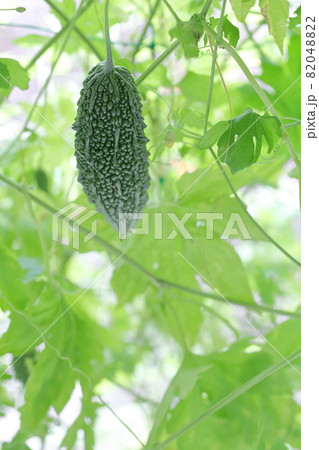 夏の定番野菜 ゴーヤ 82048822