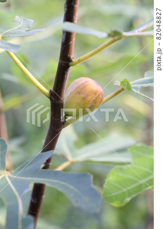 熟すイチジクの実、花 熟すイチジクの実、花 82048827