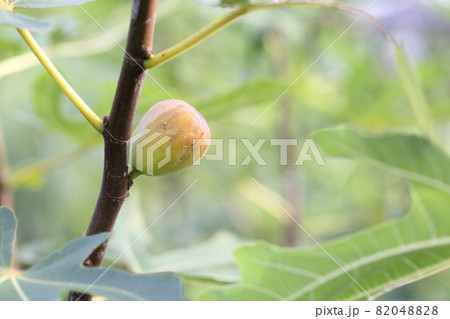 熟すイチジクの実 花の写真素材 04