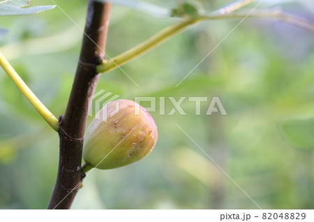 熟すイチジクの実 花の写真素材 04