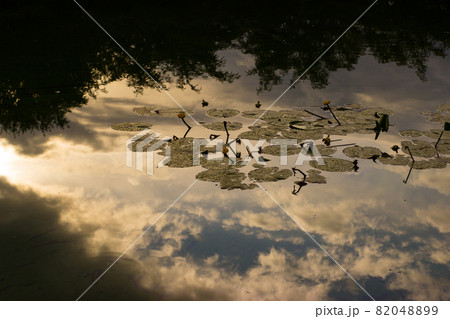Reflection clouds in a pond with nuphar lutea 82048899