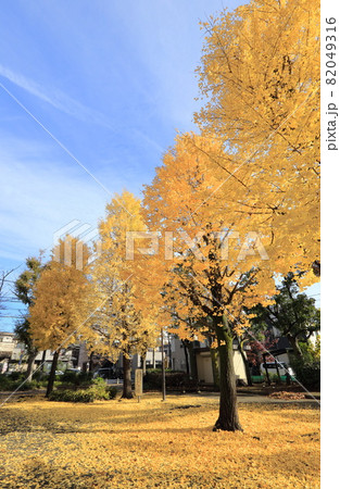 秋の公園 イチョウ並木と黄色い地面 秋の公園 イチョウ並木と黄色い地面 82049316