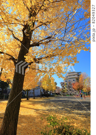 秋の公園　イチョウ並木と黄色い地面 82049327