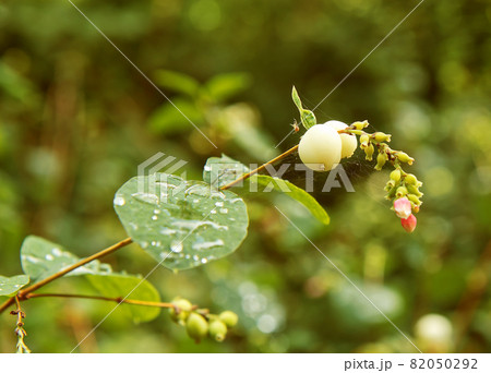 The detail shot of a twig of Symphoricarpos albus with water droplets on the leaves shortly after rain. Also known as common snowberry. The detail shot of a twig of Symphoricarpos albus with water droplets on the leaves shortly after rain. Also known as common snowberry. 82050292