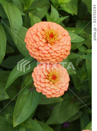 Orange blooming plant Zinnia elegans in the park. Also known as youth-and-age, common zinnia or elegant zinnia. Orange blooming plant Zinnia elegans in the park. Also known as youth-and-age, common zinnia or elegant zinnia. 82050293
