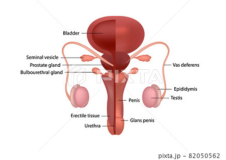 Male human reproductive system with organ names in English on white background 82050562