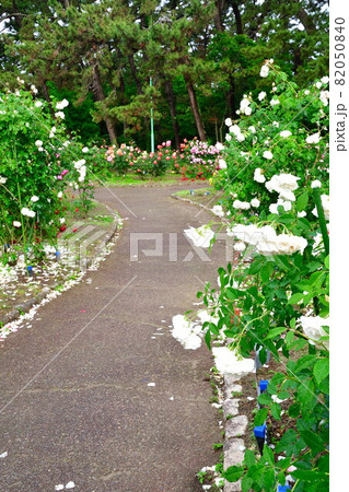 寺尾中央公園　バラ園（新潟市） 82050840