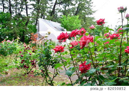 寺尾中央公園 バラ園(新潟市) 寺尾中央公園 バラ園(新潟市) 82050852