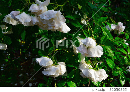 寺尾中央公園　バラ園（新潟市） 82050865