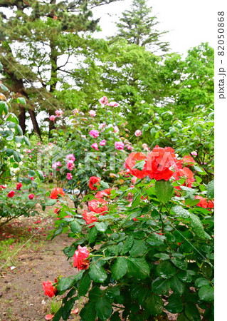 寺尾中央公園 バラ園(新潟市) 寺尾中央公園 バラ園(新潟市) 82050868