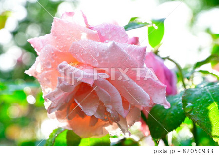 バライメージ（新潟県） 82050933