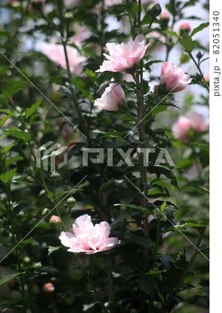 ムクゲ 薄ピンク色で八重咲きの花の写真素材 [82051340] - PIXTA