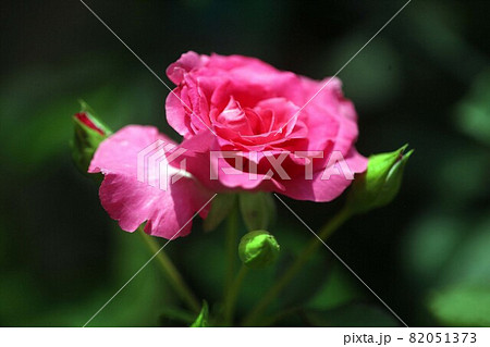 バラ　紅赤色で丸弁平咲きの花 82051373