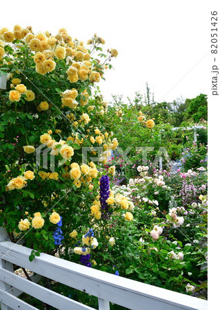 濁川公園　市民花壇（新潟県） 82051426