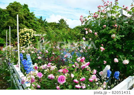 濁川公園　市民花壇（新潟県） 82051431