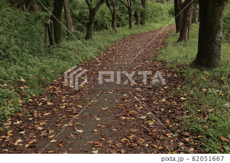 枯れ葉の落ちている小道【9月上旬】 枯れ葉の落ちている小道【9月上旬】 82051667