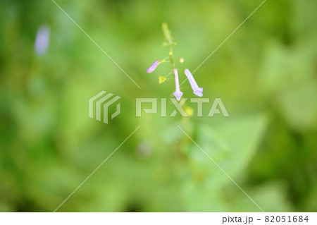 秋丁字の花 82051684
