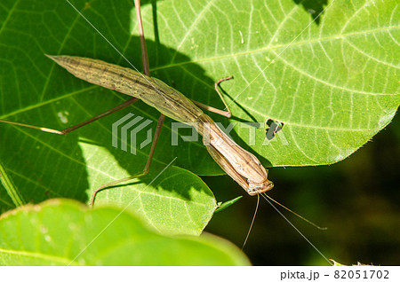 オオカマキリの終齢幼虫 褐色型の写真素材 [82051702] - PIXTA