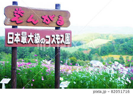 広大なコスモス畑 ”太陽の丘えんがる公園” 北海道 広大なコスモス畑 ”太陽の丘えんがる公園” 北海道 82051716