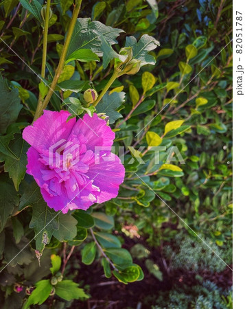 ピンク色のハイビスカス 82051787