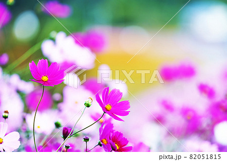 広大なコスモス畑　北海道 82051815