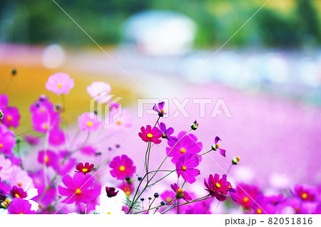 広大なコスモス畑　北海道 82051816