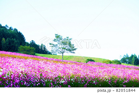 広大なコスモス畑“太陽の丘えんがる公園”北海道 82051844